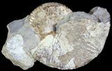 Hoploscaphites Ammonite - South Dakota #62606-1
